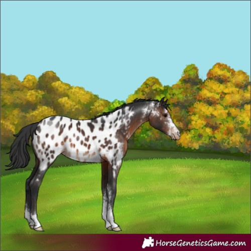 Horse Color:Brown Sabino Appaloosa
