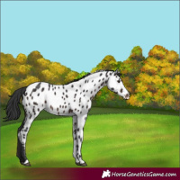 Horse Color:Brown Near Leopard Rabicano