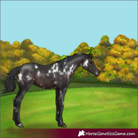 Horse Color:White Spotted Brown 