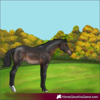 Horse Color:Brown 