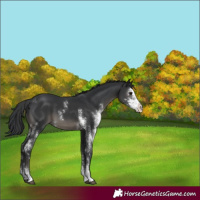 Horse Color:Black Sabino
