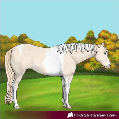 Horse Color:Perlino Tobiano 