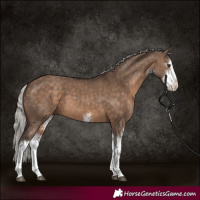 Horse Color:White Spotted Silver Brown Dun 