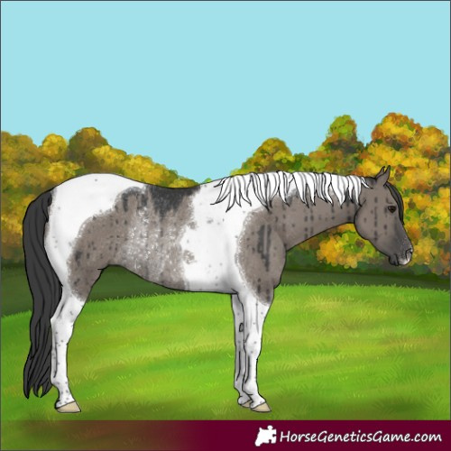 Horse Color:Grullo Tobiano Rabicano Brindle 