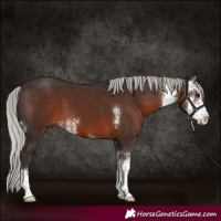 Horse Color:Silver Brown Sabino 