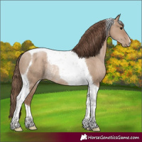Horse Color:Grullo Pearl Tobiano Rabicano 