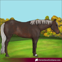 Horse Color:Silver Brown Rabicano 
