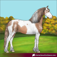 Horse Color:Liver Chestnut Pearl Sabino Tobiano