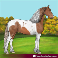 Horse Color:Chestnut Tobiano