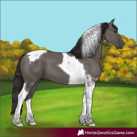 Horse Color:Smoky Grullo Tobiano