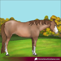 Horse Color:Liver Chestnut Pearl Sabino