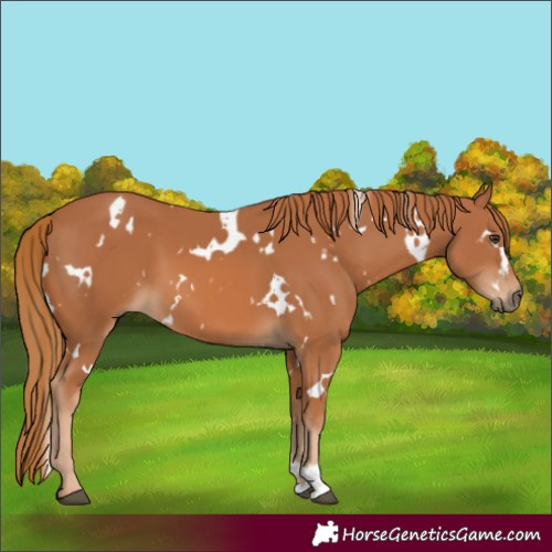 Horse Color:White Spotted Chestnut