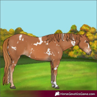 Horse Color:White Spotted Chestnut 