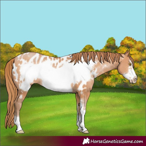 Horse Color:Bay Pearl Sabino Frame Near Leopard 