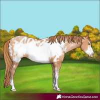 Horse Color:Bay Pearl Sabino Frame Near Leopard