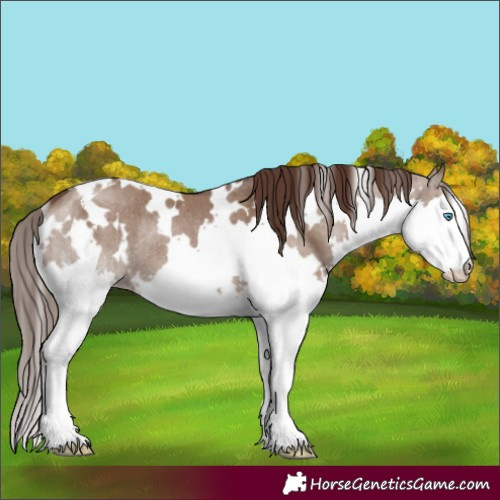 Horse Color:White Spotted Liver Red Dun Splash Rabicano Brindle 