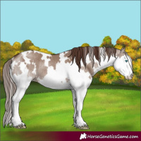 Horse Color:White Spotted Liver Red Dun Splash Rabicano Brindle