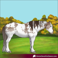 Horse Color:White Spotted Liver Red Dun Splash Rabicano Brindle