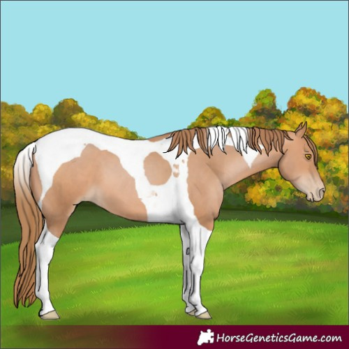 Horse Color:Brown Pearl Tobiano 