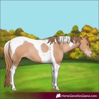 Horse Color:Brown Pearl Tobiano