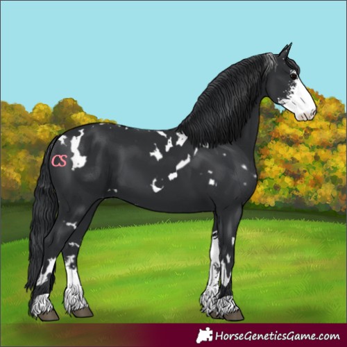 Horse Color:White Spotted Black Sabino 