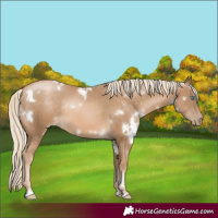 Horse Color:White Spotted Chocolate Palomino Pearl Rabicano