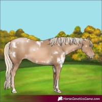 Horse Color:White Spotted Chocolate Palomino Pearl Rabicano 