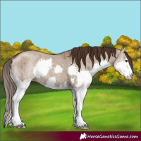 Horse Color:Liver Red Dun Splash Brindle 
