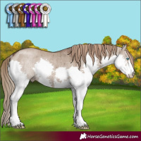 Horse Color:Liver Red Dun Splash Rabicano Brindle 