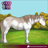 Horse Color:Liver Red Dun Splash Rabicano Brindle 