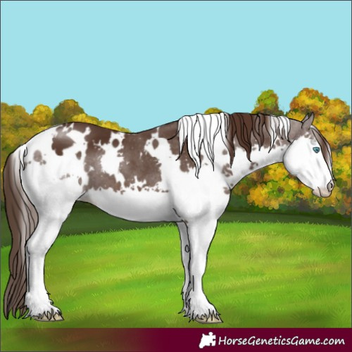Horse Color:White Spotted Liver Chestnut Splash 