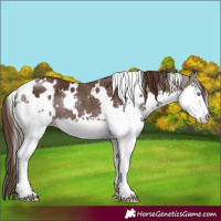 Horse Color:White Spotted Liver Chestnut Splash