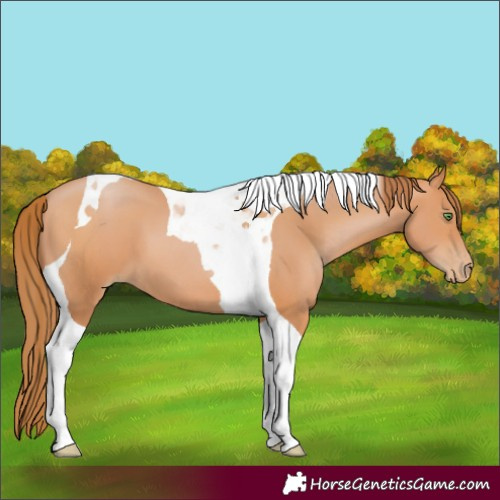 Horse Color:Bay Pearl Tobiano