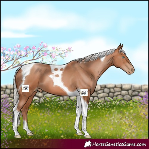 Horse Color:Silver Brown Pearl Tobiano