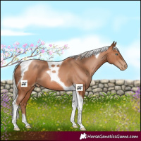 Horse Color:Silver Brown Pearl Tobiano 