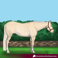 Horse Color:Palomino Dun Rabicano 