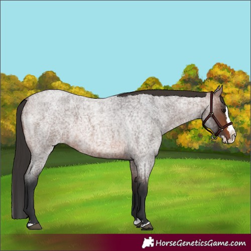 Horse Color:Brown Roan Splash