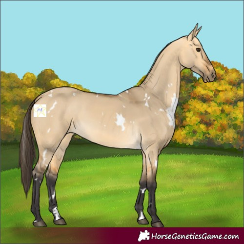 Horse Color:White Spotted Buckskin Dun 
