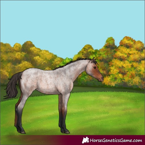 Horse Color:Bay Roan