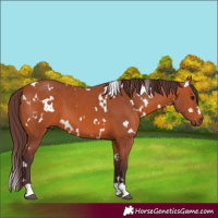 Horse Color:White Spotted Chocolate Bay