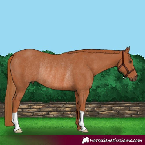 Horse Color:Chestnut Rabicano 
