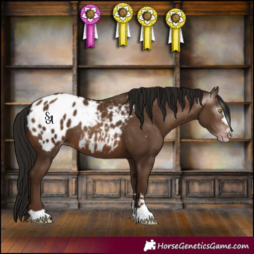 Horse Color:Gray Sable Champagne Appaloosa 