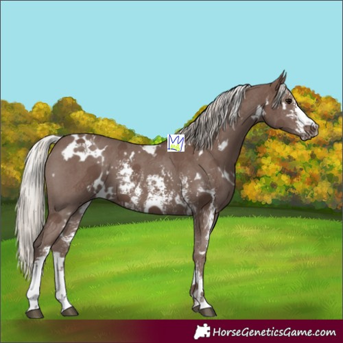 Horse Color:White Spotted Silver Black Sabino 