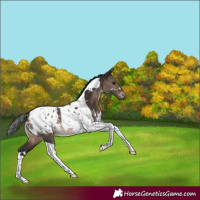 Horse Color:White Spotted Brown Dun Tobiano Blanket