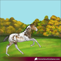 Horse Color:Gray Buckskin Dun Sabino Tobiano Appaloosa 
