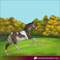 Horse Color:Gray Brown Dun Mushroom Tobiano Blanket