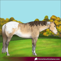 Horse Color:Buckskin Dun Mushroom Sabino Tobiano Appaloosa 