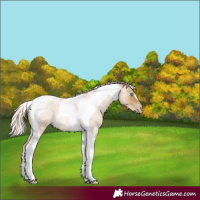 Horse Color:Gray Silver Amber Cream Champagne Roan Pearl Tobiano 