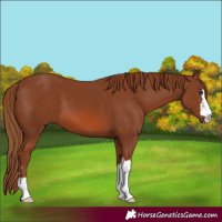 Horse Color:Chestnut 