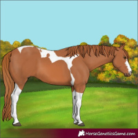 Horse Color:Chestnut Tobiano